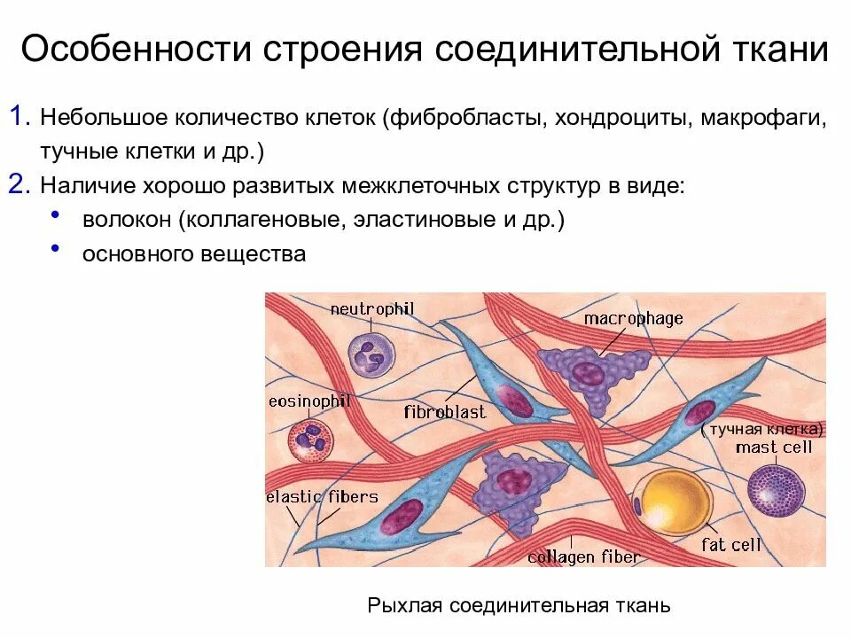 Какого строение соединительной ткани. Строение клеток соединительной ткани. клетки рыхлой волокнистой ткани фибробласты. функции клеток соединительной ткани таблица фибробласты. фибробласты рыхлой соединительной ткани.