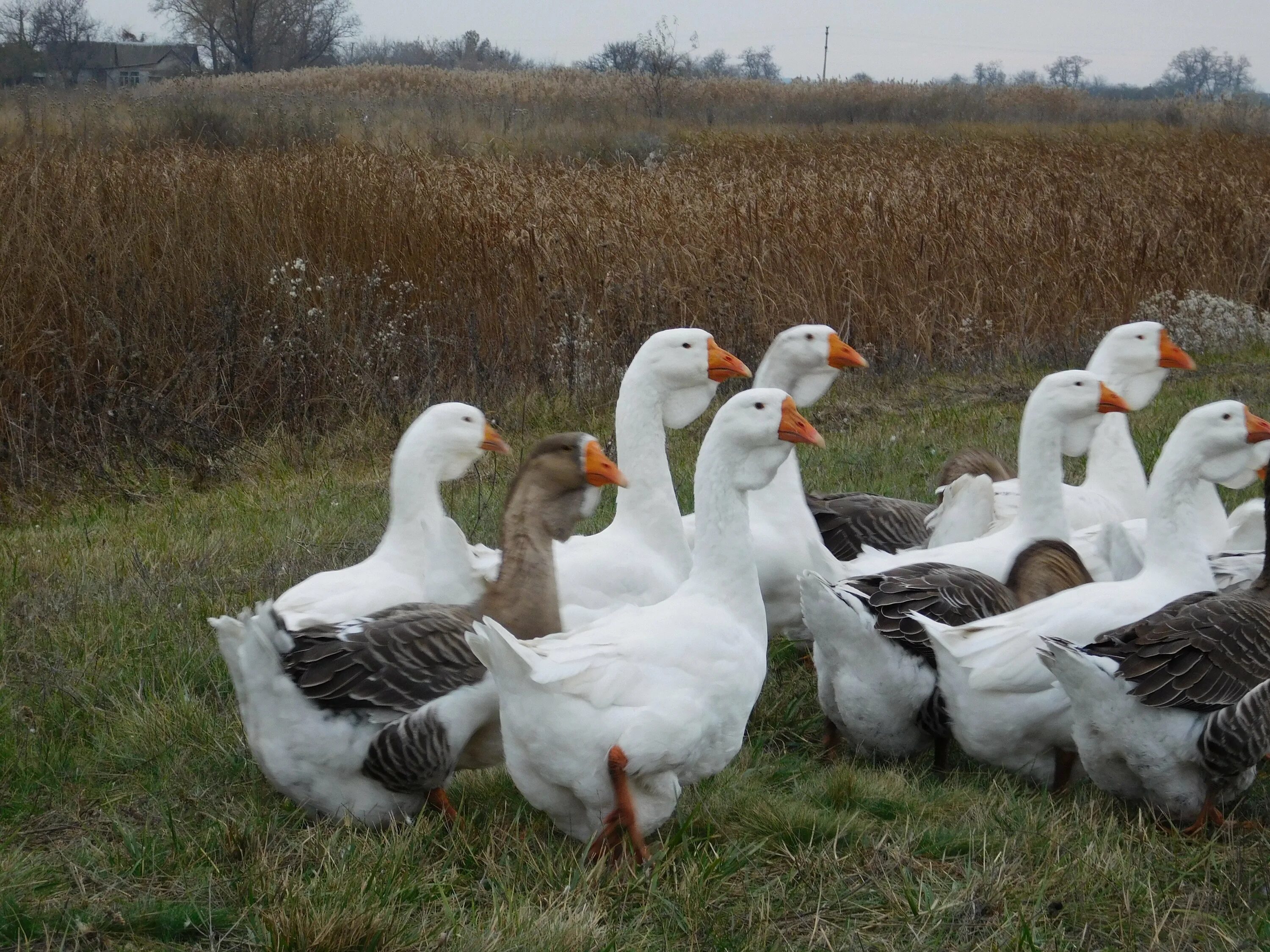 Воронеж гусь. Холмогорские гуси. Пицца гусь воронеж. Пицца гусь воронеж. Воронеж гусь.