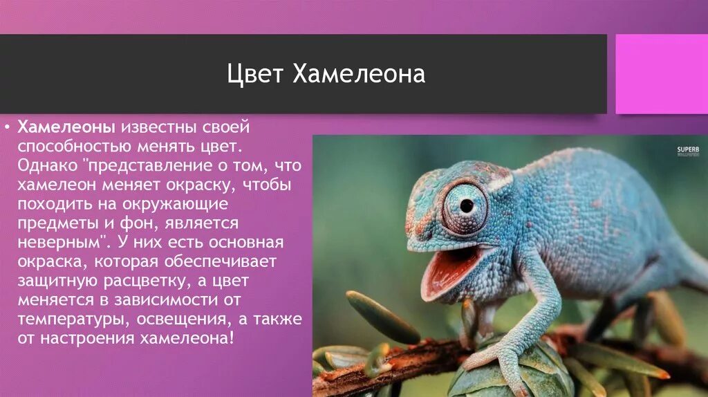 Хамелеон кратчайшее содержание. Хамелеон. хамелеон презентация. презентация на тему хамелеон. характеристика хамелеона.