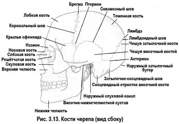 Соединение между лобной и теменной костями. Затылочно-сосцевидный шов черепа. Височно затылочный шов черепа. Лобно-теменной шов черепа. Кости черепа лобный шов.
