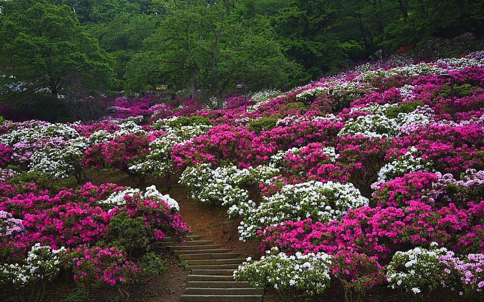 Доступен в цветах. Цветы в саду. Цветущие сады Японии. Сад цветов в Японии. Японские клумбы с цветами.