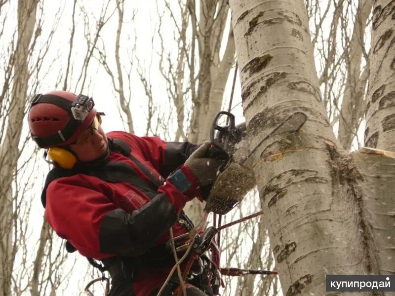 Спил деревьев альпинистами. Кронирование деревьев. спил дерева. коронирование деревьев и кустарников. кронирование деревьев в сочи.