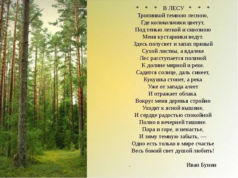 Стихотворение про лес. Стихи о лесах. Стихи про лес для детей. Красивое стихотворение про лес.