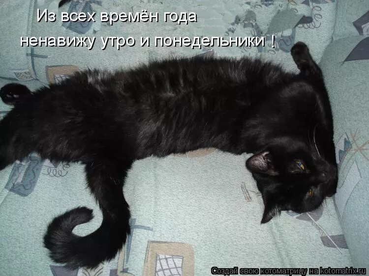 Ненавижу быть ведомой. Кот понедельник. ненавижу утро понедельника. утро понедельника кот. я ненавижу утро.