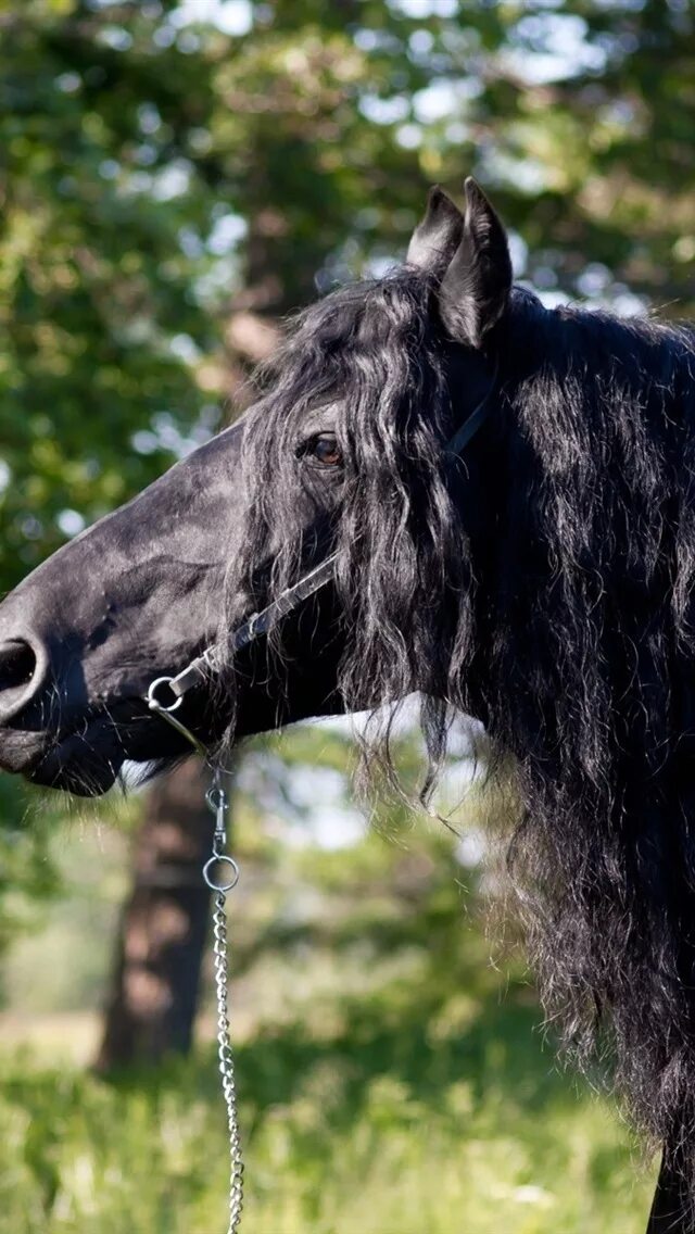 Конь с черной гривой. Фризская лошадь грива. Цыганская Вороная лошадь. Черные лошади с длинной гривой. Лошадь с черной гривой.