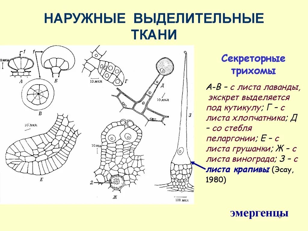 Выделительные ткани наружной секреции растений. Анатомия растений выделительные ткани. Выделительные ткани строение и функции. Наружные выделительные ткани растений.