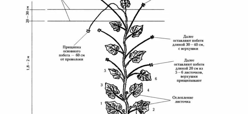 Надо ли у огурцов. Схема пасынкования огурцов в теплице. Огурцы схема прищипывания. Схема пасынкования огурцов. Прищипывать огурцы схема.
