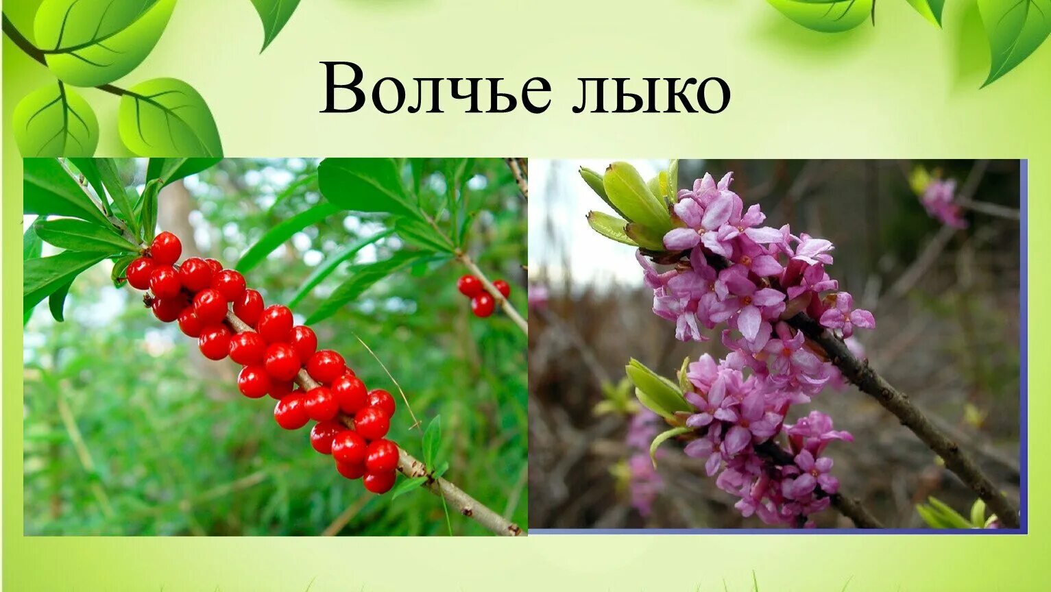 Волчье лыко растение. Волчеягодник обыкновенный ядовитые растения. Волчье лыко ядовитое. Волчье лыко (Волчеягодник обыкновенный). Волчье лыко для детей