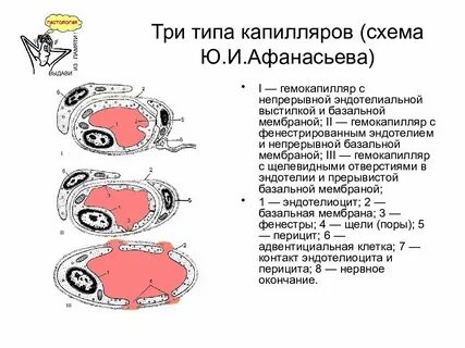 Типы капилляров