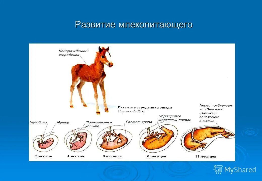 Наибольшего развития у млекопитающих достигает. Цикл развития млекопитающих схема. этапы развития млекопитающих. типы развития млекопитающих. возникновение млекопитающих.