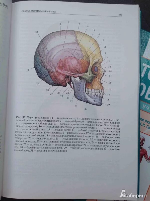 Сапин Никитюк анатомия человека. Анатомия атлас Сапин. Анатомия человека в 2х томах. М.Р. Сапин. Череп анатомия Сапин. Анатомия человека пособия