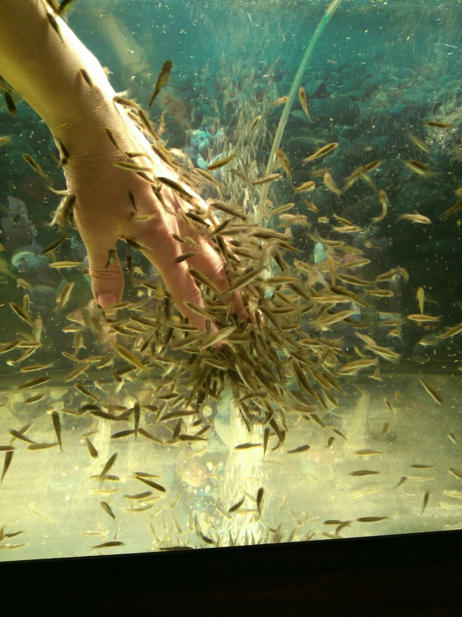 рыбка доктор гарра руфа. рыбками garra rufa. рыбки гарра руфа. рыбками garra rufa. рыбками garra rufa.