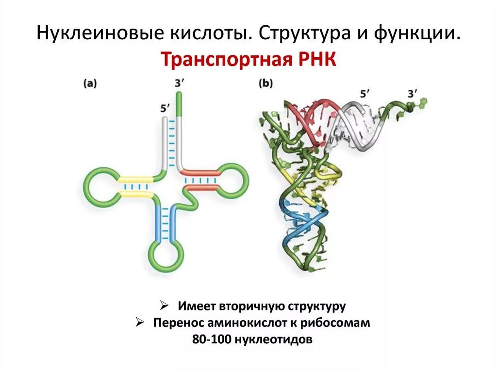 Функциональная рнк. Строение и функции нуклеиновых кислот ДНК И РНК. Структура нуклеиновых кислот ТРНК. Функции ТРНК биохимия. Структура и функции РНК.