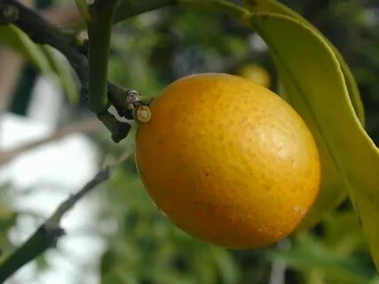 Китайские мандарины