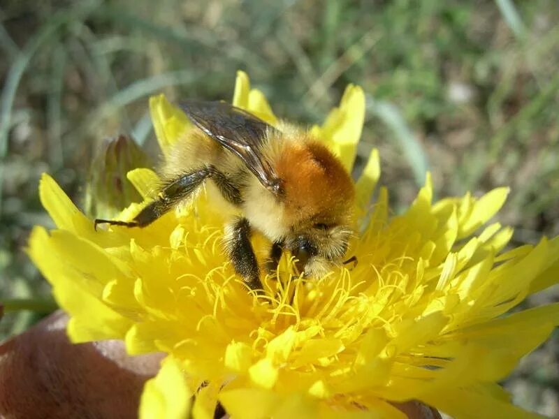 Шмель Моховой Bombus muscorum. Шмель Моховой – Bombus muscorum (Fabricius, 1775).. Степной Шмель Bombus fragrans. Шмель Лесной (Bombus muscorum.