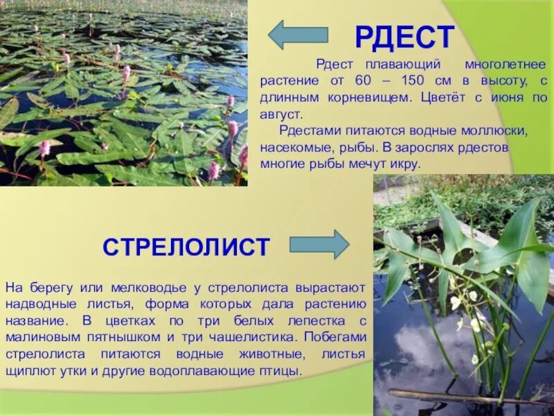 Водные сообщения. Рдест описание. Стрелолист растение пресного водоема. Рдест корневище. Презентация растения водоемов.