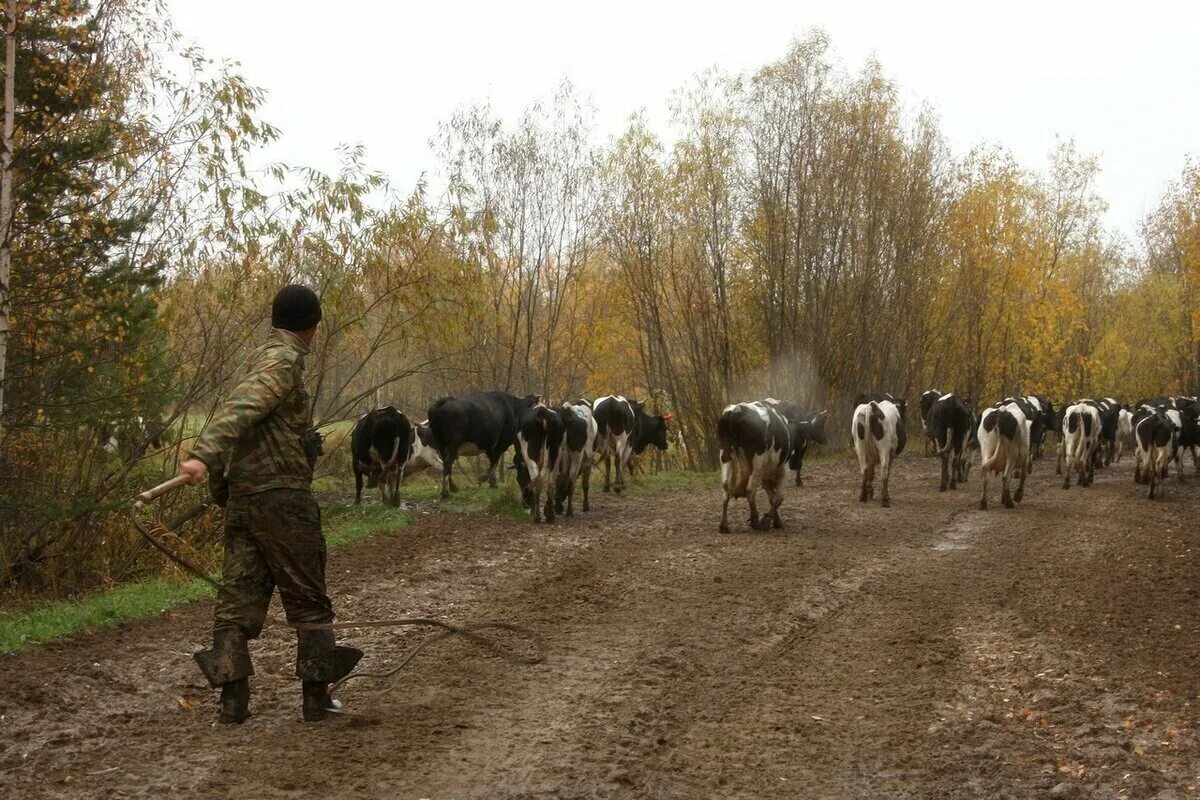 Пастухи гонят стадо. Деревенский пастух. Пастух пасет коров. Пастух в деревне. Сельский пастух.