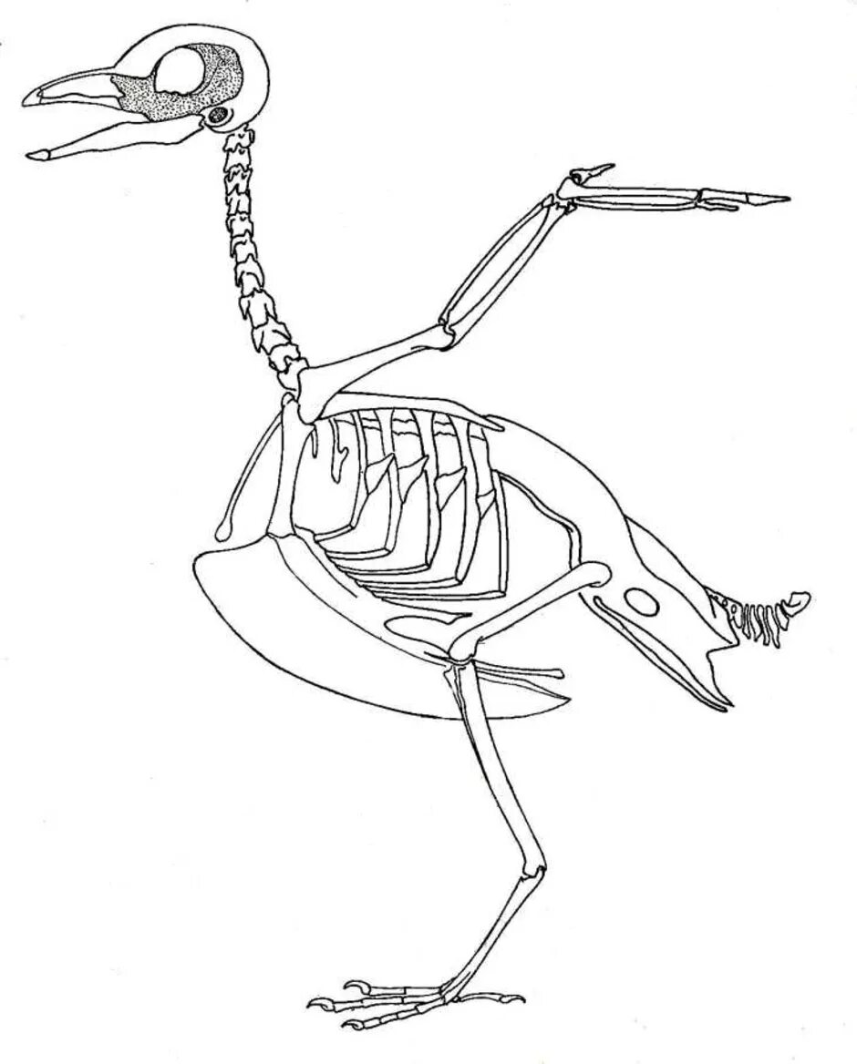 Скелет птицы киль и цевка. Строение скелета сизого голубя. Скелет птицы спереди. Скелет птицы биология 7. Строение скелета голубя
