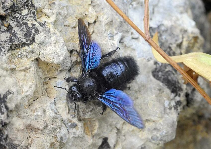 Черное насекомое похожее на осу. Шмель-плотник фиолетовый( Xylocopa violacea ). Шмель плотник Xylocopa фиолетовый. Ксилокопа пчела плотник. Шмель плотник ксилокопа.