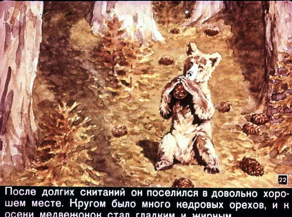 Жизнь серого медведя сетон томпсон. Жизнь серого медведя сетон томпсон. Жизнь серого медведя сетон томпсон. Рассказа жизнь серого медведя. Сетон томпсон о медведе.