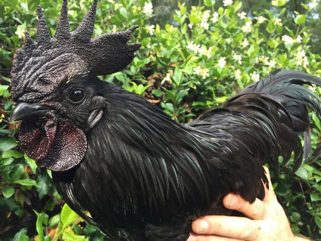Петух породы аям цемани. Аям цемани яйца. Черный петух во сне. Черные куры аям цемани. Аям цемани куры.
