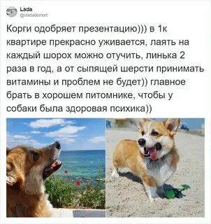 Как уговорить родителей завести собаку