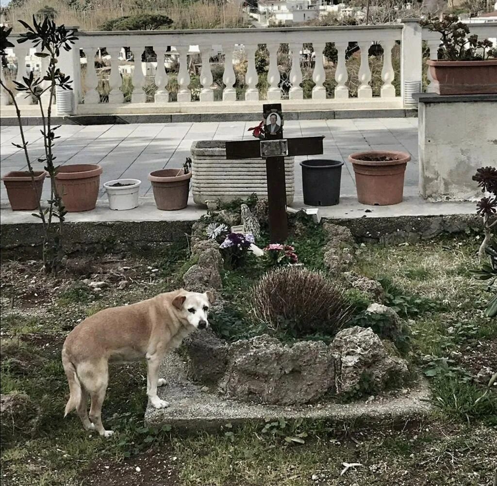 Хатико 1925. Хатико 1925 могила. Хатико 1925 с хозяином. Самые верные собаки.