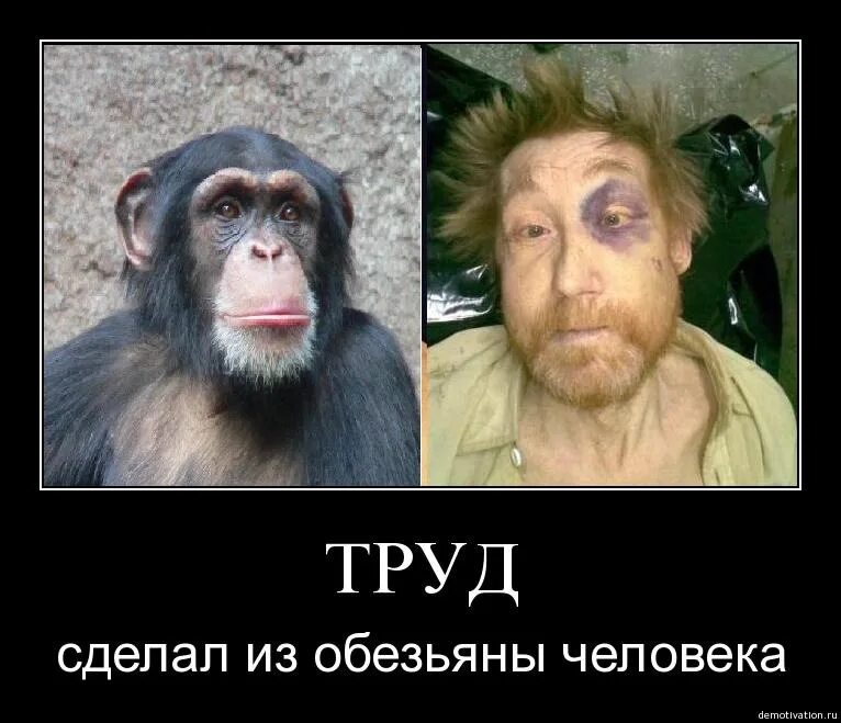 Обезьяна не понимает. Труд из обезьяны сделал. Что сделало из обезьяны человека. Работа сделала из обезьяны человека. Труд сделал обезьяну человеком.