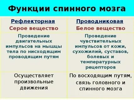 Свойства серого вещества