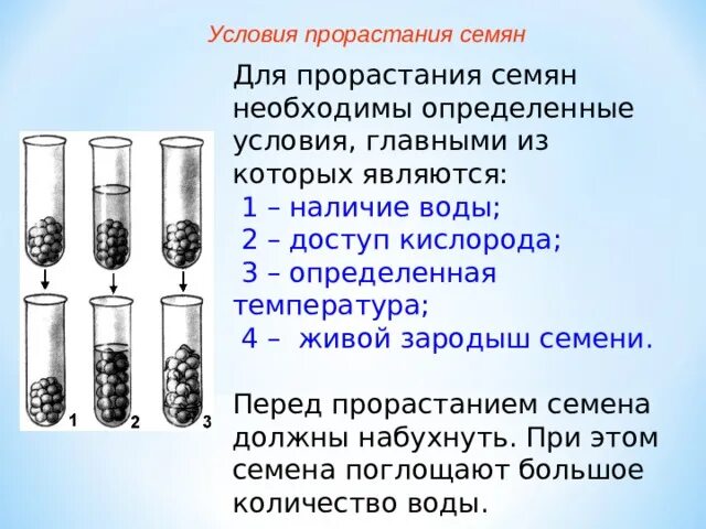 Условия прорастания семян вода. Условия прорастания семян. Условия необходимые для прорастания семян. Условия прорастания семян таблица. Температура прорастания семян.