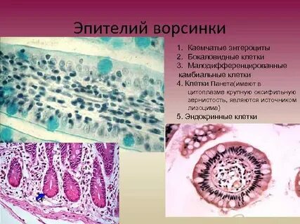 Эпителиальная клетка ворсинки