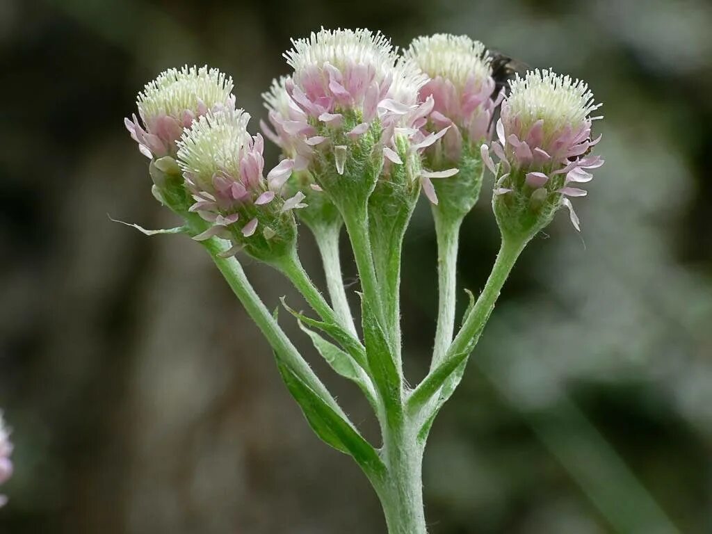 Как выглядит кошачья лапка. Кошачья лапка (antennaria dioica). кошачья лапка (антеннария двудомная) (antennaria dioica). кошачья лапка двудомная antennaria dioica. антеннария двудомная томентоза (кошачья лапка).