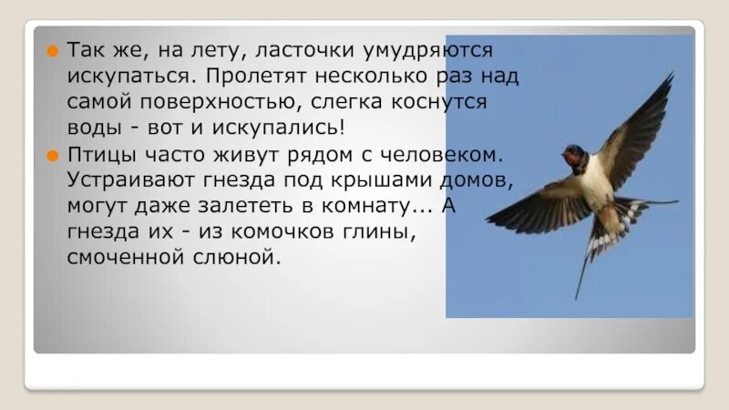 Исследовательская работа Ласточка. Почему называется Ласточка. Сколько живут ласточки. Факты о Ласточках береговушках. Как ласточку называли в старину