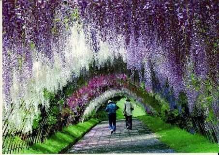 Yes you can wisteria
