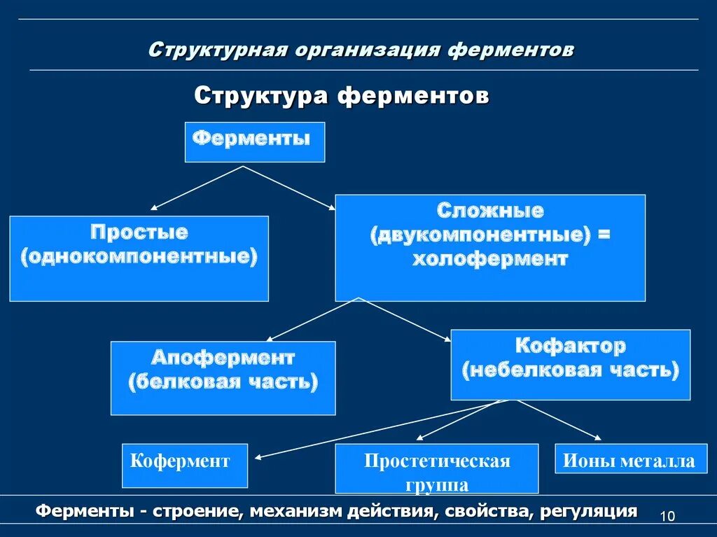 Какая структура у ферментов. Уровни организации структуры ферментов. Структурно-функциональная организация ферментов. Строение простых ферментов биохимия. Ферменты и их молекулярная организация.