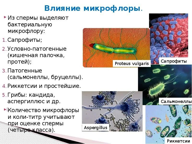 Патогенные условно патогенные сапрофиты. Патогенные условно патогенные сапрофиты