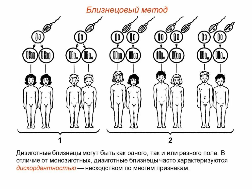 Как получаются близнецы и двойняшки. Близнецовый метод генетики схема. близнецовый метод монозиготные и дизиготные. дизиготные близнецы генетика. метод близнецов.