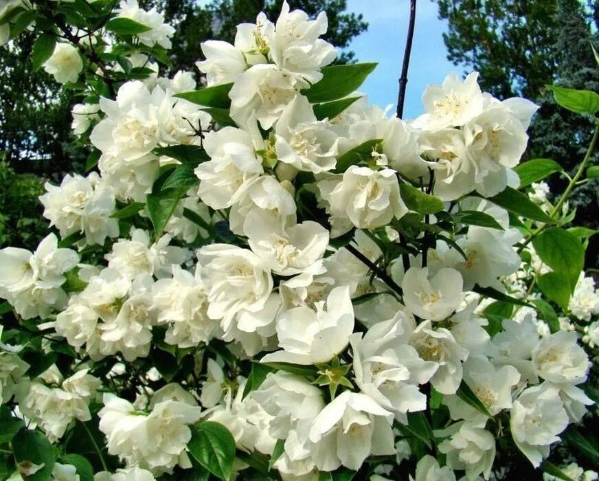 Чубушник филадельфус. Чубушник lemoinei. Кустарник чубушник описание. Кустарник чубушник описание. Чубушник венечный "снежки".