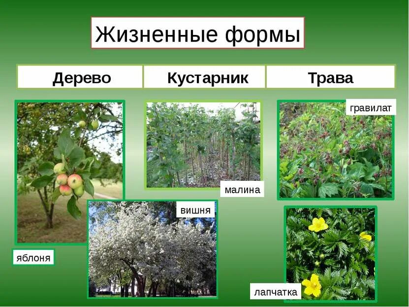 Жизненная форма дерева примеры. Двудольные травянистые растения. жизненная форма дерева. жизненные формы растений деревья. однодольные кустарники.