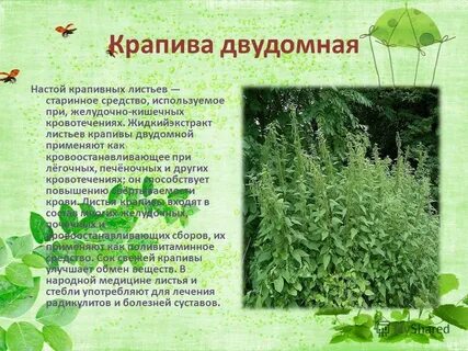 Крапивы корни листья крапивы