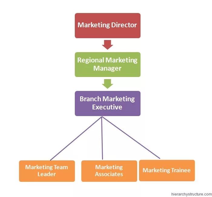 Department director. Marketing director. marketing manager hierarchy. marketing department. структура it профессий.