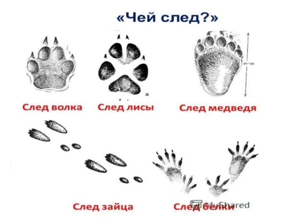 Как разглядеть за днями след. Следы зайца волка белки и лисы. следы волк медведь заяц. следы волка зайца медведя лисы. следы собаки волка лисы.