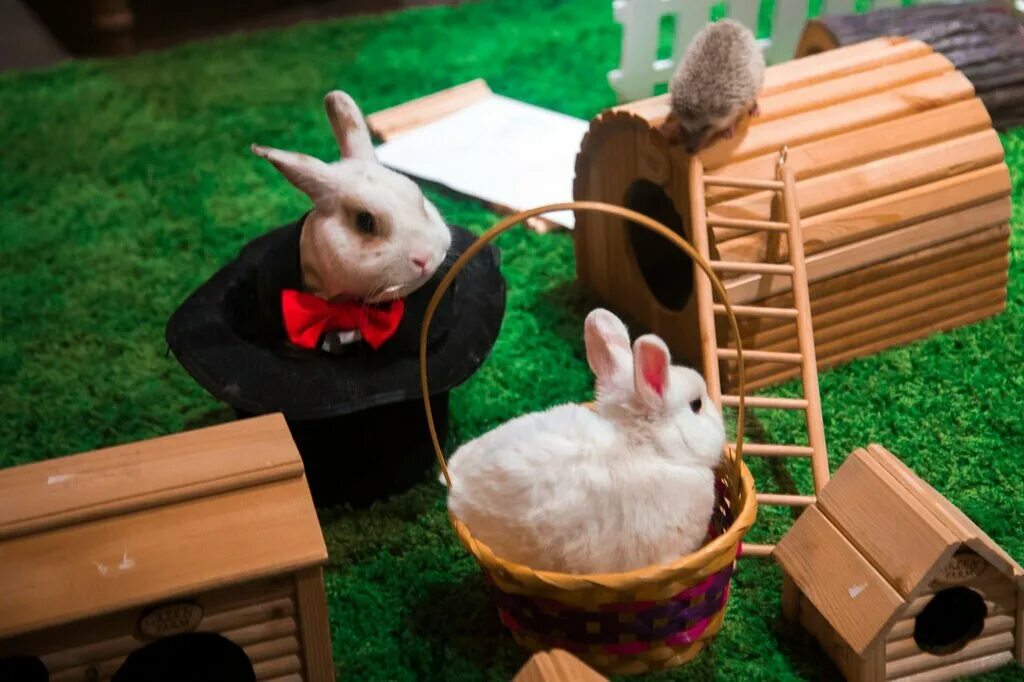 Арендовать животных. Собака с фотоаппаратом. Домашние животные и человек. Фотографы с животными. Московский контактный зоопарк.