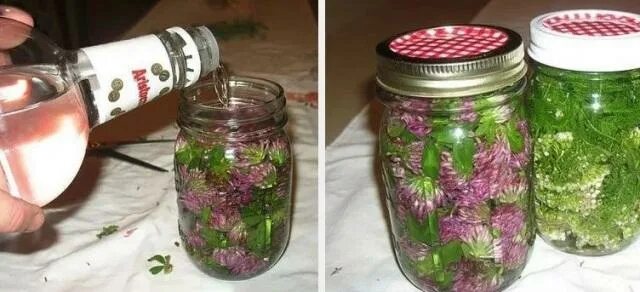 Рецепт настойки клевера. Настойки из клевера лугового. баночка с клевером.