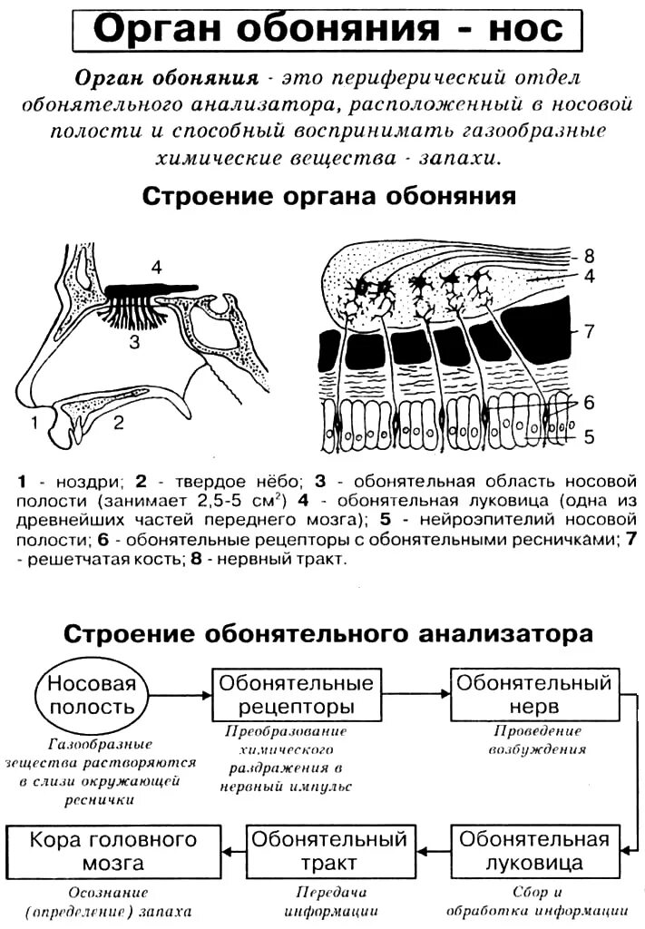 Орган обоняния анатомия функции. Орган обоняния схема анализатора. Обонятельный анализатор строение. Обонятельный анализатор 8 класс биология.