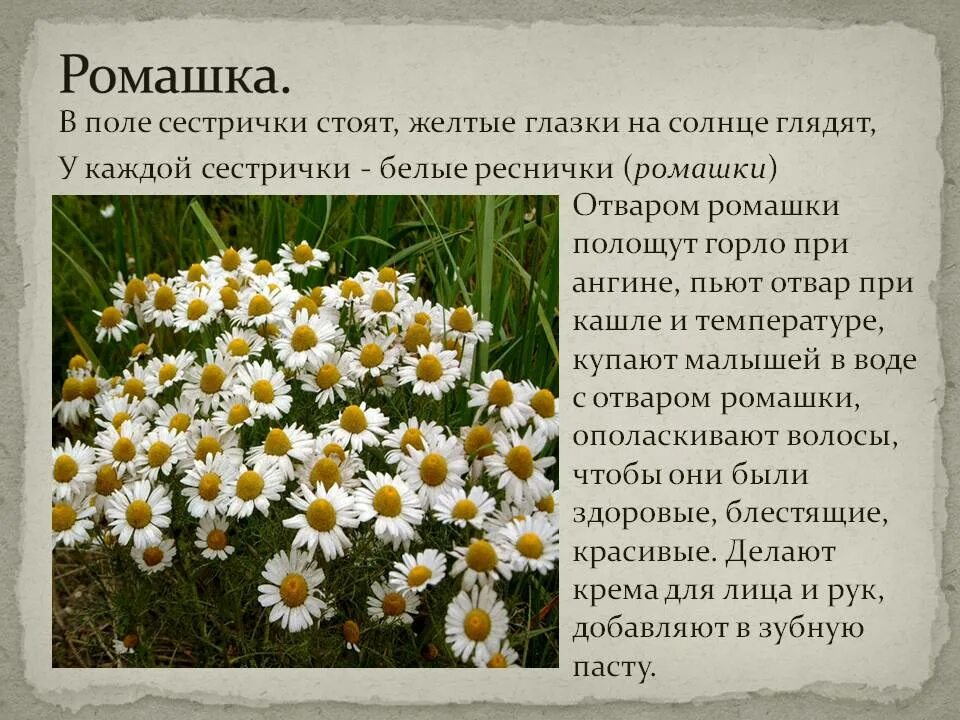 Сообщение про растение 3 класс окружающий мир