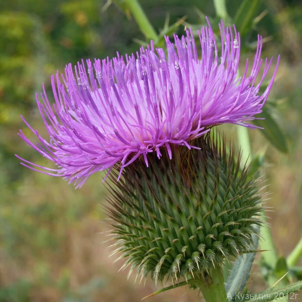 Бодяк мелкопильчатый. Бодяк Кубанский. Cirsium serrulatum. Бодяк Василек Луговой. К к 8 букв растение