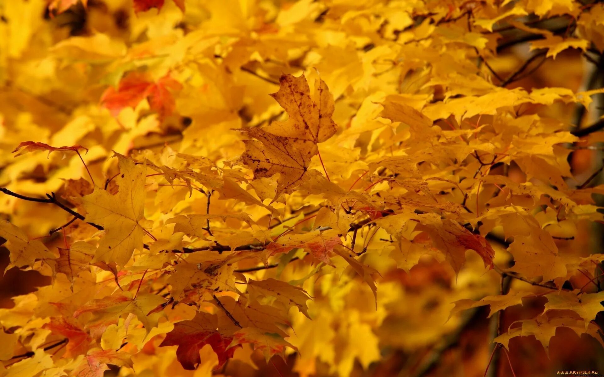 Желтый лист. Осень желтые листья. Осенняя листва. Желтая листва. Ворох желтых листьев