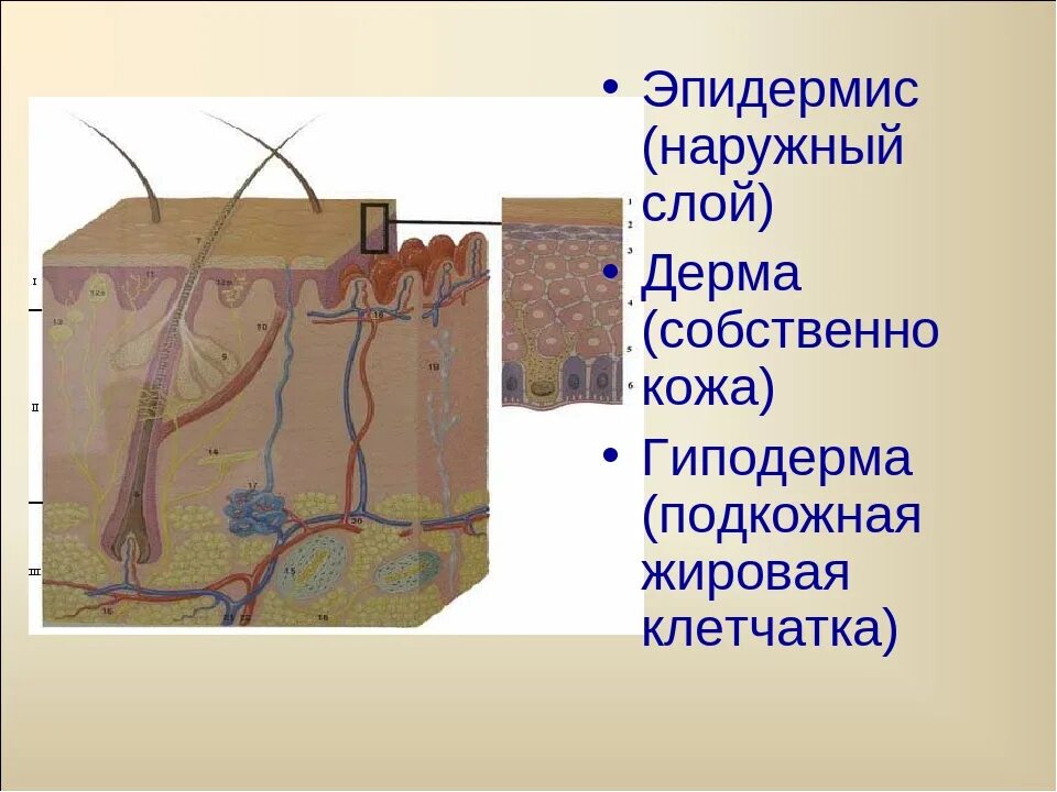 Гиподерма строение и функции. Эпидермис дерма гиподерма. Эпидермис дерма подкожная клетчатка. Строение гиподермы кожи человека. Строение кожи гиподерма.