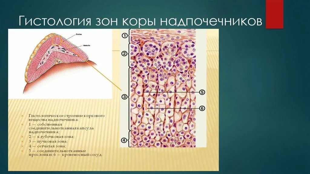 Сетчатая зона. Клубочковая зона коры надпочечников гистология. Корковое вещество надпочечников гистология. Пучковая зона надпочечников рисунок. Надпочечник гистология препарат.